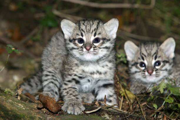istock Geoffroy's Cat, oncifelis geoffroyi, Kittens 1253431189