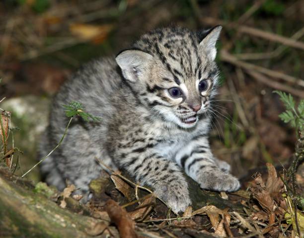 istock Geoffroy's Cat, oncifelis geoffroyi, Kitten 1253431199