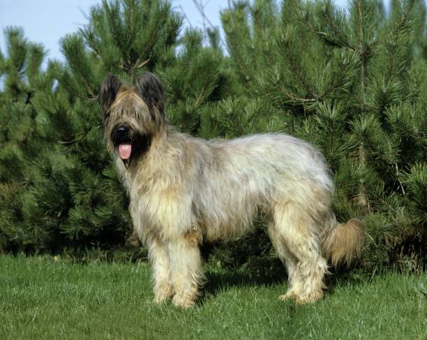istock Briard Dog standing on Grass (Old Standard Breed with Cut Ears) 1253431228