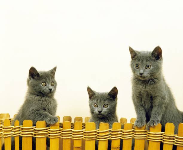 Chartreux Domestic Cat, Kittens standing against White Background