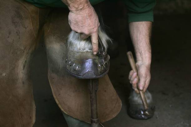 Blacksmith with Horse, Hitting Nail into newly fitted Horses Shoe Blacksmith with Horse, Hitting Nail into newly fitted Horses Shoe riveting stock pictures, royalty-free photos & images
