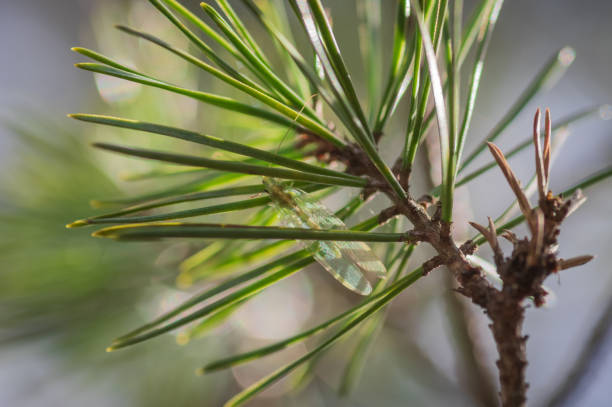 istock Green lacewing among green needles of pine tree 1253432541