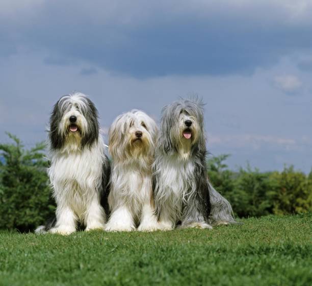 istock Bearded Collie, Group sitting on Grass 1253432660