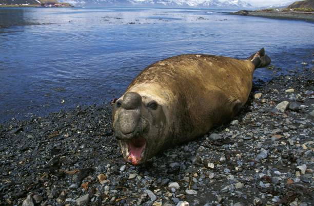 foca-elefante do sul, mirounga leonina, macho com boca aberta, deitado na praia, antártica - animal elephant seal seal yawning - fotografias e filmes do acervo