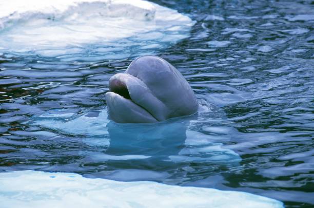 벨루가 고래 또는 흰고래, 델피나테루스 류카스, 물에서 나오는 성인의 머리 - beluga whale 뉴스 사진 이미지