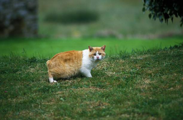 270+ Kucing Manx Kucing Rumah Foto Foto Foto Stok, Potret, & Gambar
