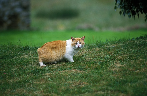 Manx Domestic Cat, Tailless Breed
