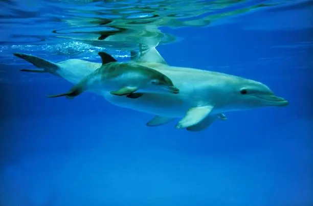 Photo of Bottlenose Dolphin, tursiops truncatus, Female with Calf