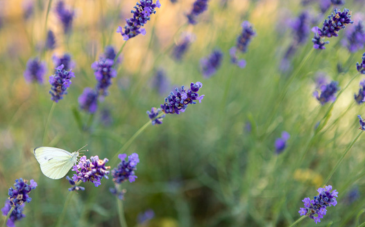 Lavender Field in Summer