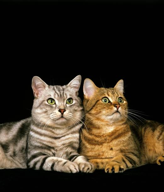 istock Brown Tabby and Silver Tabby Domestic Cat, Cats against Black Background 1253432718