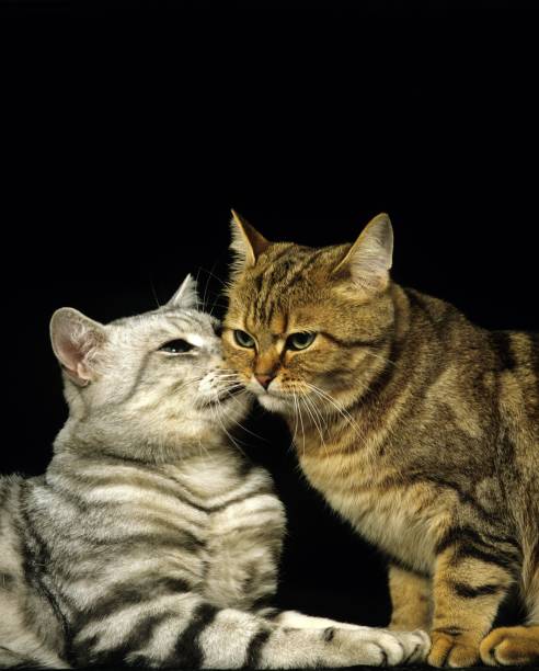 istock Brown Tabby and Silver Tabby Domestic Cat, Cats against Black Background 1253432726