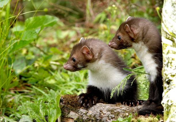 istock Stone Marten or Beech Marten, martes foina, Youngs standing on Long Grass, Normandy 1253432750