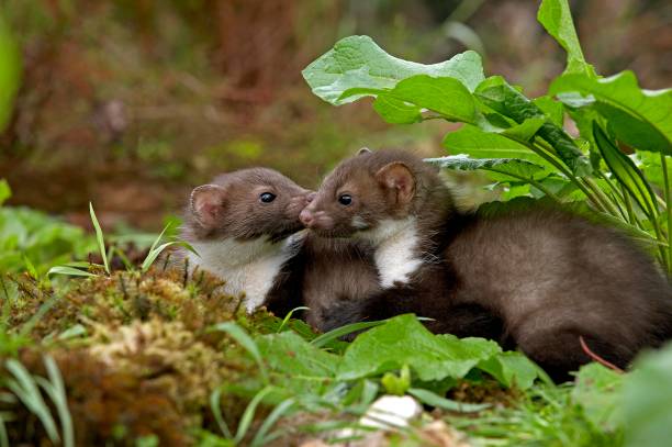 istock Stone Marten or Beech Marten, martes foina, Youngs standing on Long Grass, Normandy 1253432764