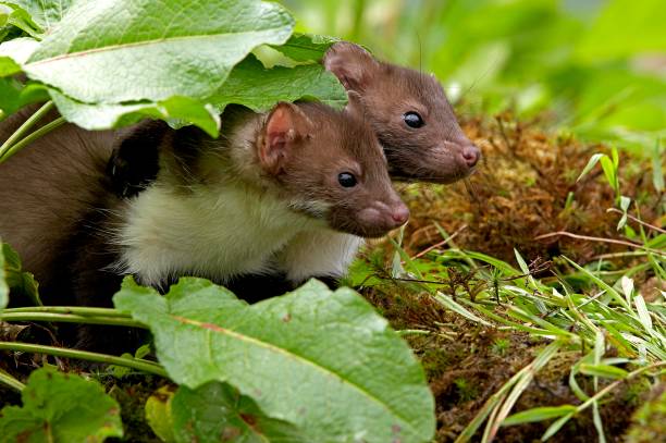 istock Stone Marten or Beech Marten, martes foina, Youngs standing on Long Grass, Normandy 1253432769