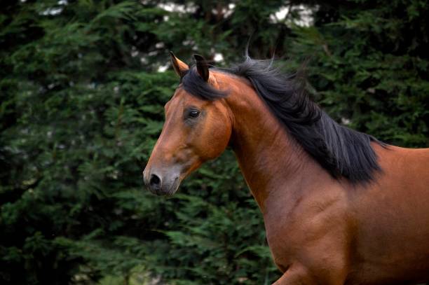 istock Appaloosa Horse standing in Paddock 1253432780