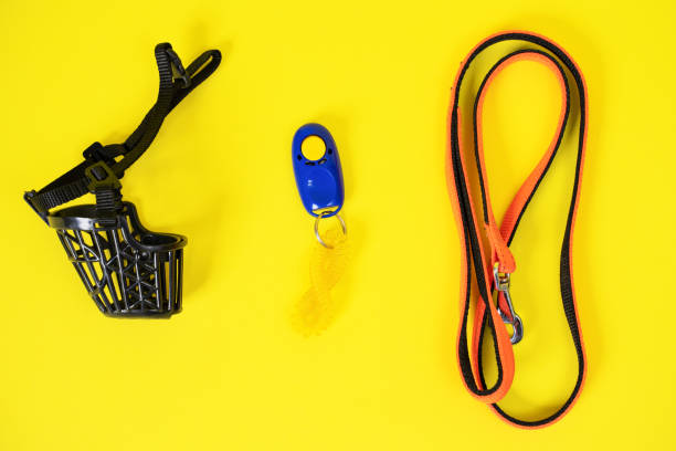 istock Top view of black plastic muzzle, blue clicker and orange collar or leash for a dog on a yellow background. Necessary for a walk or training tool set for an obedient animal. Pet supplies 1253432831