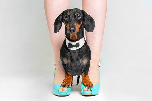 A beautiful dachshund, black and tan, in a bow tie, stands on the owner high heels shoes on a white background.