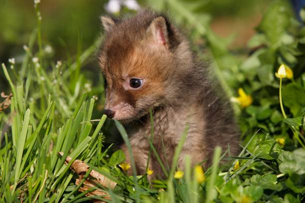 istock Red Fox, vulpes vulpes, Pup standing in Long Grass, Normandy 1253433000