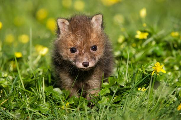 istock Red Fox, vulpes vulpes, Pup with Flowers, Normandy 1253433010