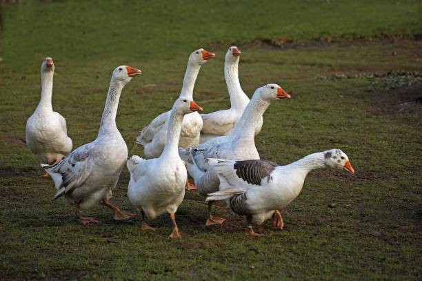 istock Norman Goose, Calvados in Normandy 1253433020