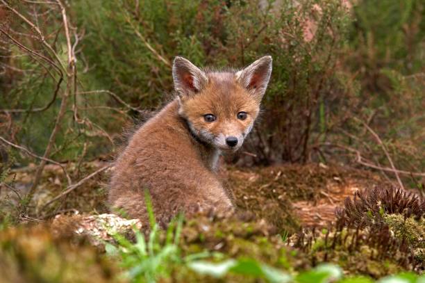 istock Red Fox, vulpes vulpes, Pup sitting, Normandy 1253433027