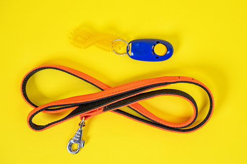 Top view of black orange collar or leash, blue clicker for a dog on a yellow background. Necessary for a walk or training tool set for an obedient animal. Pet supplies