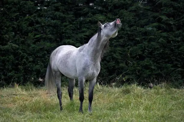 Arabian Horse, Adult in flehmen