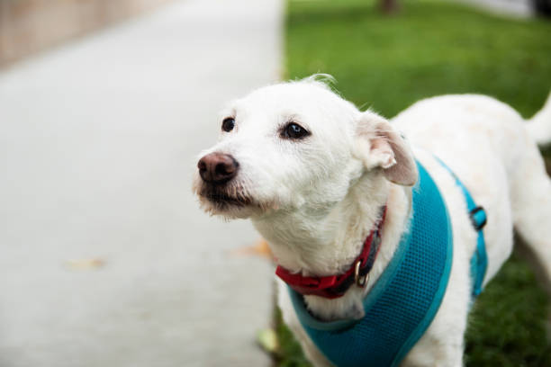 istock Portrait of dog 1253433704