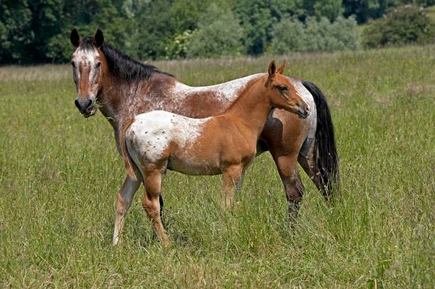 Appaloosa Horse, Mare with Foal in Meadow Appaloosa Horse, Mare with Foal in Meadow appaloosa stock pictures, royalty-free photos & images