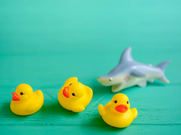 istock Three yellow rubber ducks trying to escape a ferocious toy rubber shark chasing them, set on a wooden turquoise colored background, conceptually representing water. Very shallow depth of field, good copy space. 1253433807