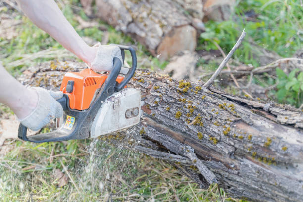 istock farmer sawing a tree with a chainsaw, selective focus, focus on the foreground, blurry background 1253433844