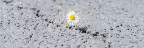 istock beautiful daisy grows through a crack in the asphalt 1253433859