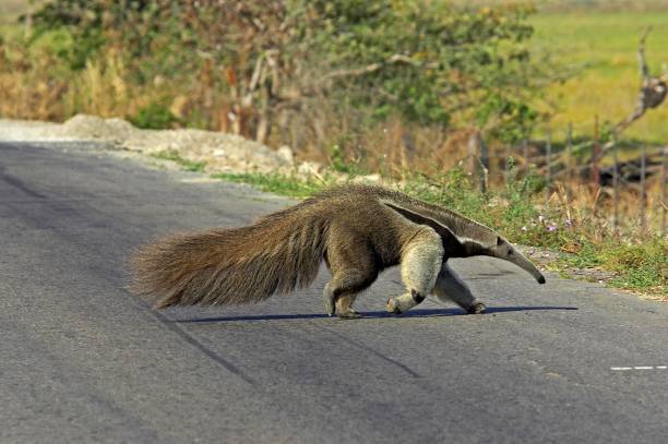 Giant Anteater, myrmecophaga tridactyla, Adult crossing Road, Los Lianos in Venezuela Giant Anteater, myrmecophaga tridactyla, Adult crossing Road, Los Lianos in Venezuela Giant Anteater stock pictures, royalty-free photos & images