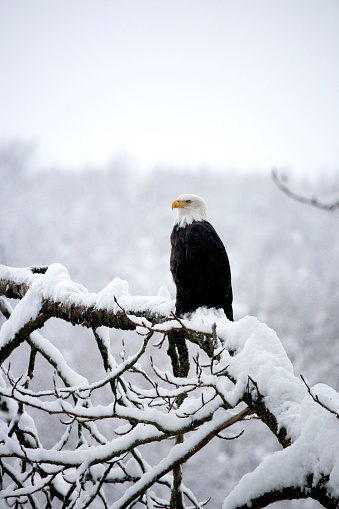 Bald Eagle, haliaeetus leucocephalus, Bird on Tree covered by Snow, Haines in Alaska