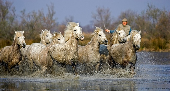 Camargue Horses, Man with Herd standing in Swamp, Saintes Marie de la Mer in Camargue, South of France