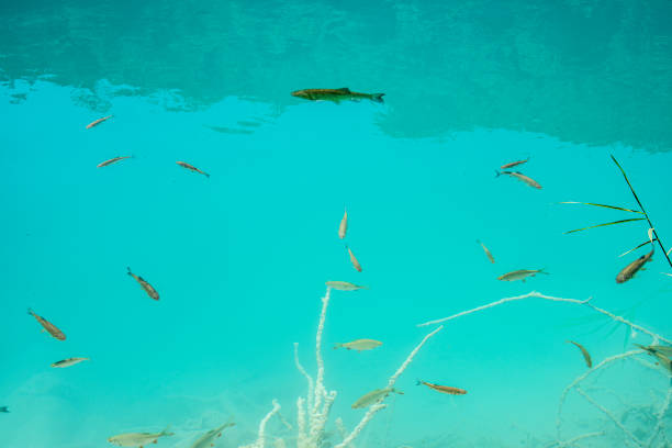 fishes in cristal clear water