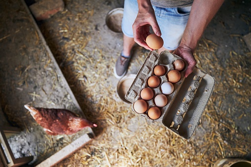 Man collecting eggs to tray at small organic farm.