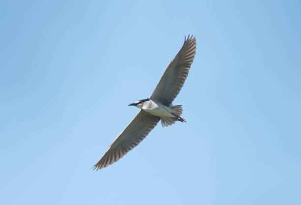 istock A black-crowned night heron flying past. 1253435370