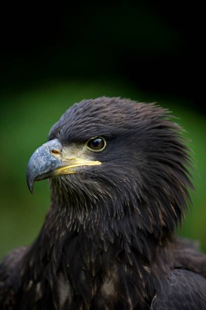 aquila calva, haliaeetus leucocephalus, ritratto di immaturo - north america bald eagle portrait vertical foto e immagini stock