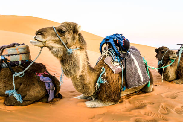 istock camel in the desert, photo as background 1253435613