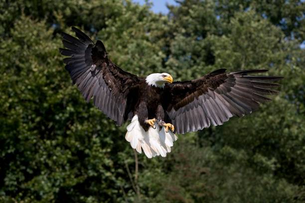 istock Bald Eagle, haliaeetus leucocephalus, Adult in Flight 1253435645