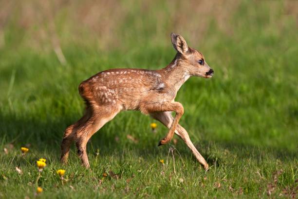 istock Roe Deer, capreolus capreolus, Fawn running through Meadow, Normandy 1253435737