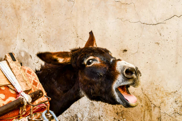 istock donkey in stable, photo as background 1253435810