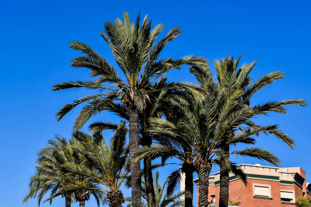 istock palm tree in front of building, photo as background 1253435871
