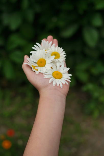 istock White camomile flowers in hand on Green background 1253436144