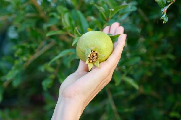 istock Green pomegranate fruit on a plant in hand 1253437346