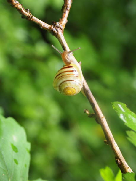 istock Snail in branch after rain 1253437842