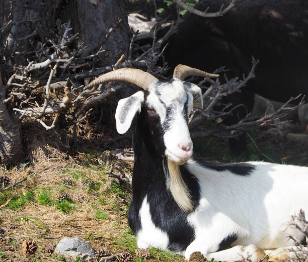 istock A horned goat posing for a photo with forest branches background 1253437970