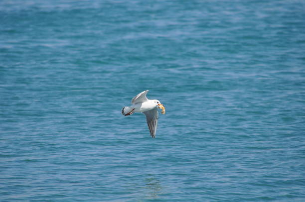 istock The beautiful bird Larus ridibundus (Black-headed Gull) in the natural environment 1253439587