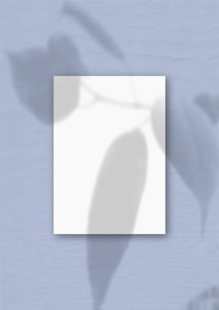 istock The vertical sheet of white textured A4 paper on the blue wall background. Mockup overlay with the plant shadows. Natural light casts shadows from an exotic plant 1253440866